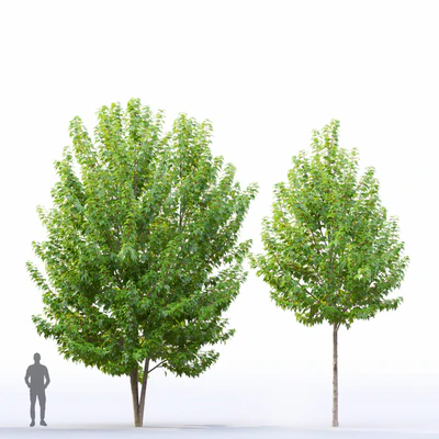 Acer — Ver 5