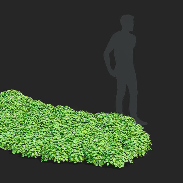 Пахизандра верхушечная кусты | Pachysandra terminalis — Скачать