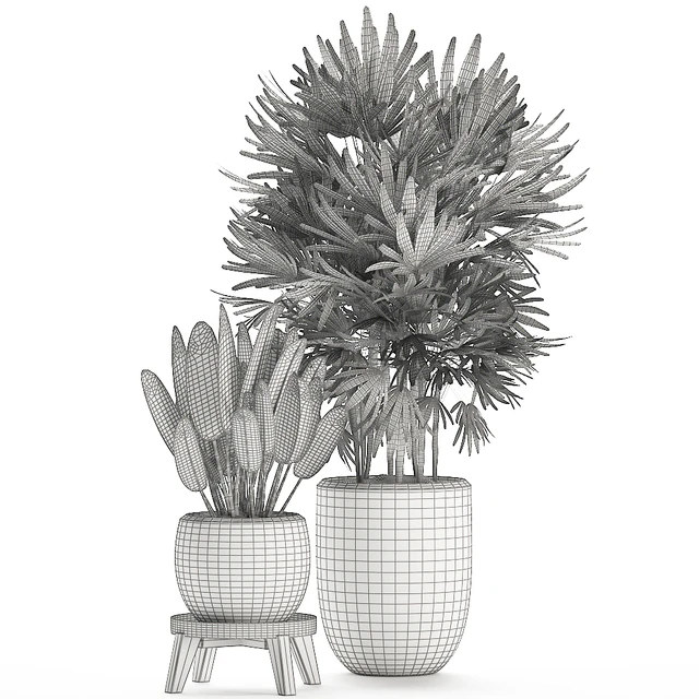 Beautiful small lush ornamental palm bushes in a white modern pot with strelitzia, Rhapis. Set 502. — Descargar
