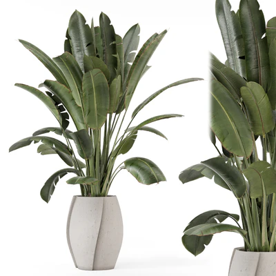 Indoor Plants  in rusty Concrete Pot - Set 1612 — Вид 1