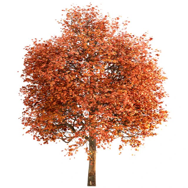 Set of Sugar Maple Trees (Acer Saccharum) (2 Trees) — Скачать