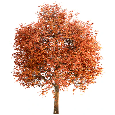 Set of Sugar Maple Trees (Acer Saccharum) (2 Trees) — Вид 3