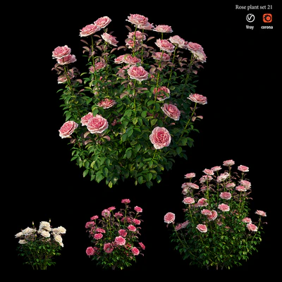 Rose plant set 21 — Вид 3