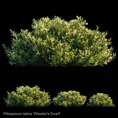 Pittosporum Tobira | Wheeler's Dwarf — Скачать