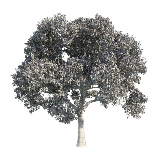 pear tree 1 — Descargar