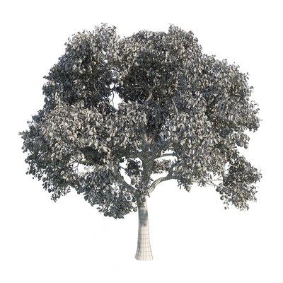 pear tree 1 — Ver 2