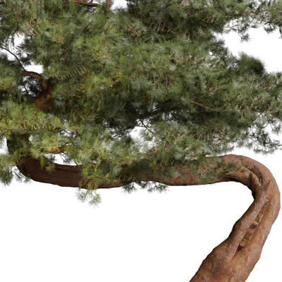 Outdoor Plant 69 — Вид 3