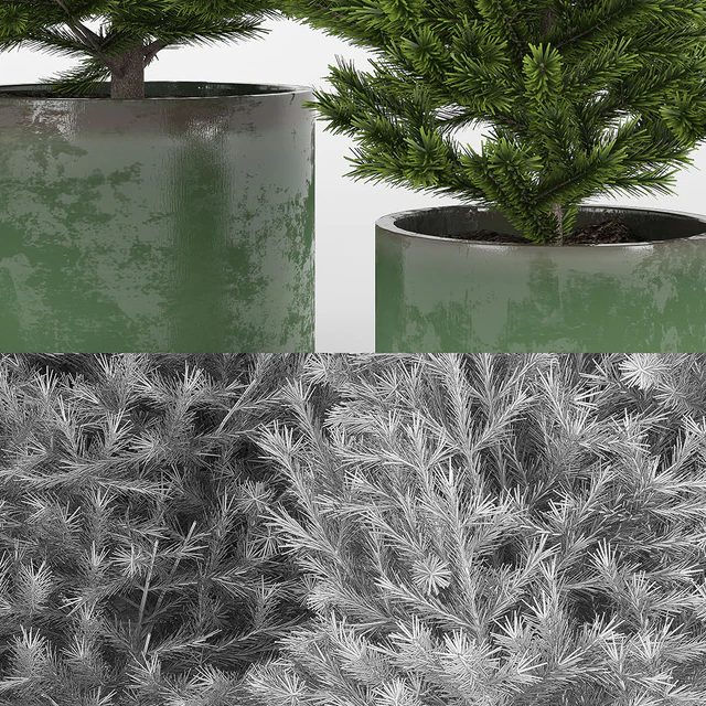 Fir tree Пихта — Скачать