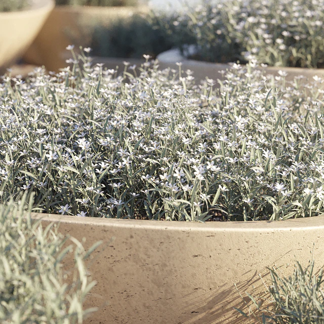 Cerastium Tomentosum — Скачать