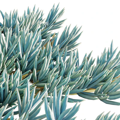 Senecio Mandraliscae - Blue Chalksticks - 01 — Вид 2