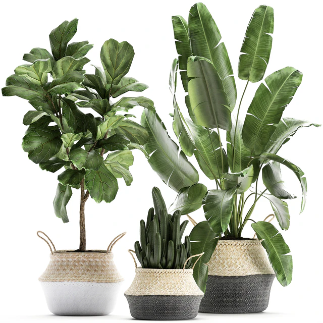 A collection of beautiful plants in black and white baskets with banana palm, Strelitzia, Ficus lirata, cactus. Set 861. — Descargar