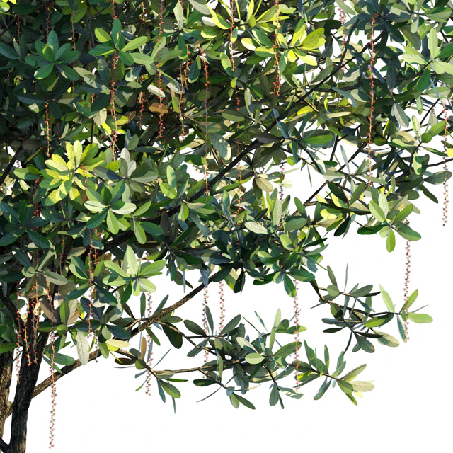 Barringtonia Acutangula Var 4 — Скачать