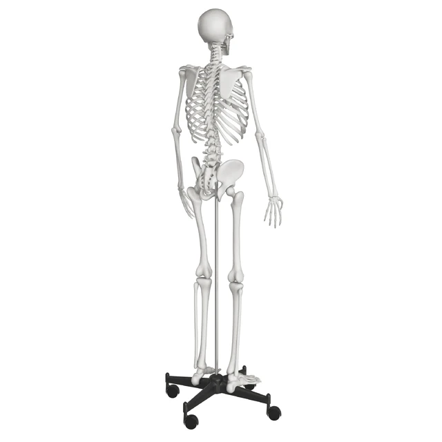Human skeleton — Descargar