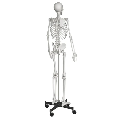 Human skeleton — Ver 3