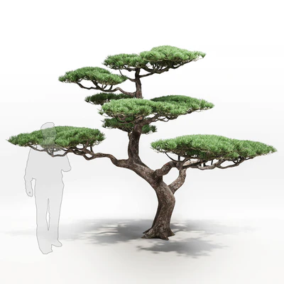 pine — Descargar