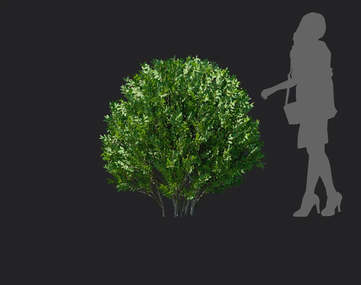 elaeagnus pungens 003 — Descargar