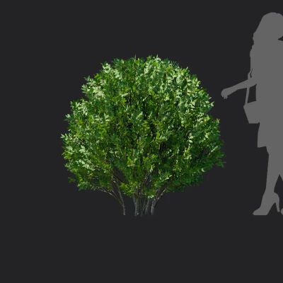 elaeagnus pungens 003 — Descargar
