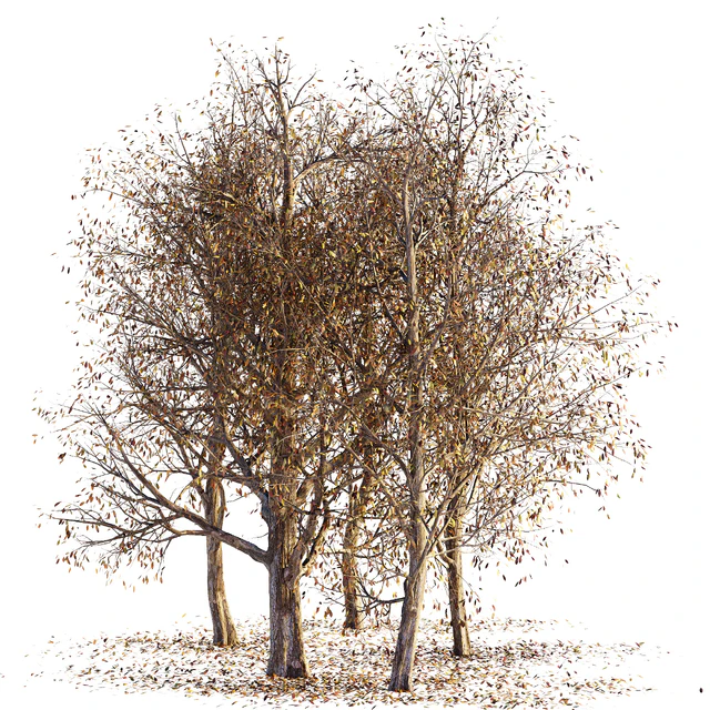 Collection of dry autumn trees 001 — Descargar