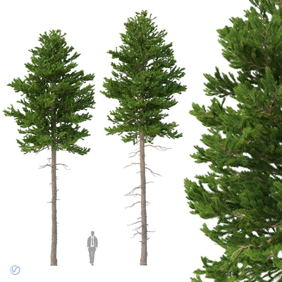 Norway spruce Set 2 V-Ray — скачать