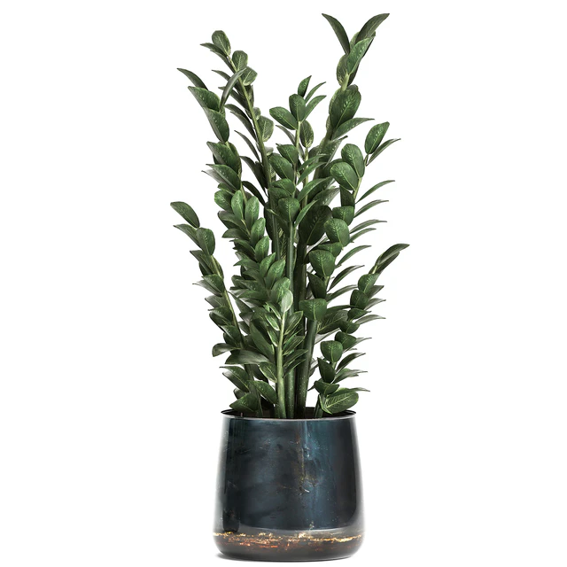 Collection of small plants in luxury pots with Zamiokulkas flower, money tree. Set 872. — Descargar