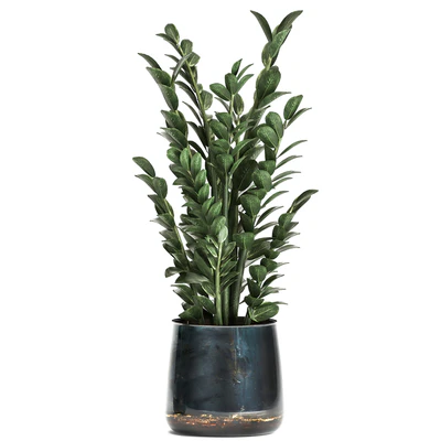 Collection of small plants in luxury pots with Zamiokulkas flower, money tree. Set 872. — Ver 3