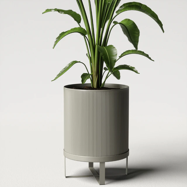 strelitzia plant — Скачать
