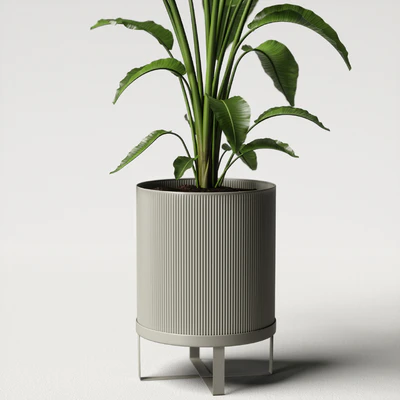strelitzia plant — Вид 4
