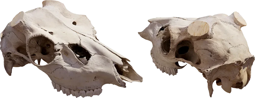 animal skull 006 — Скачать