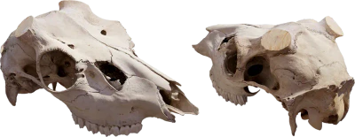 animal skull 006 — Скачать