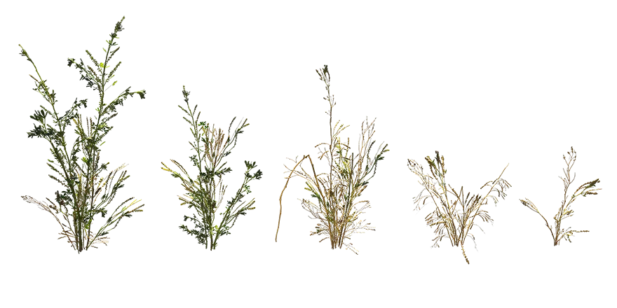 green herb 007 — Скачать