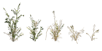 green herb 007 — download