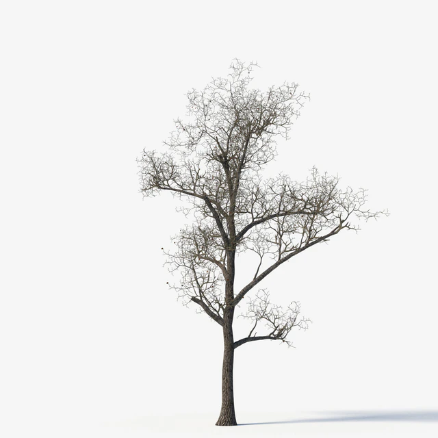 Old poplars — Descargar