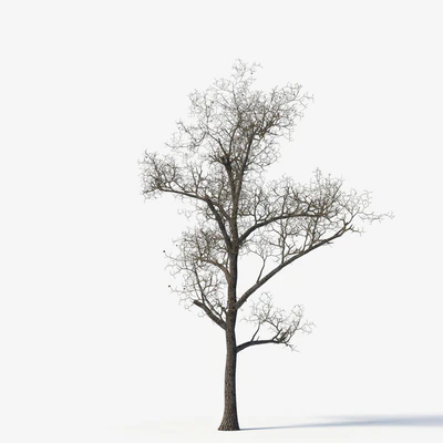Old poplars — Ver 3