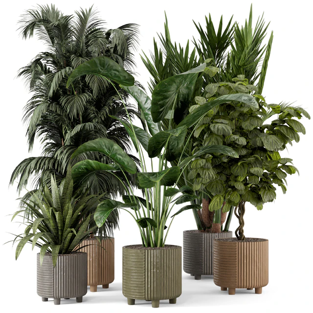 Indoor Planters in Cecilia Ficonstone Pot - Set 349 — Скачать