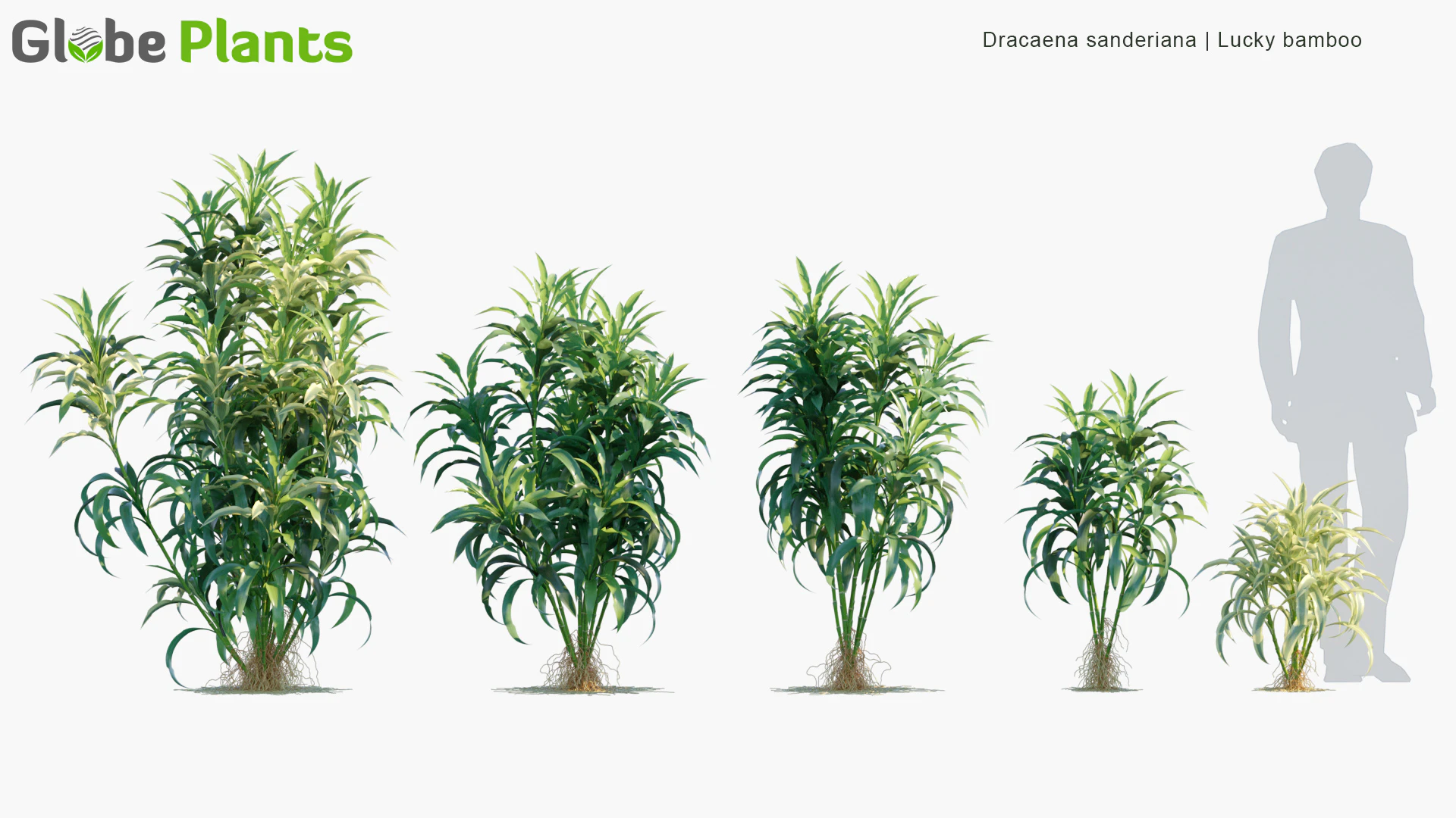 dracaena sanderiana — Скачать