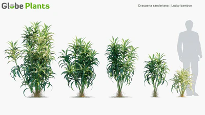 dracaena sanderiana — download