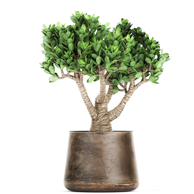 Collection of plants in metal pots with flower Crassula. Set 930. — Descargar