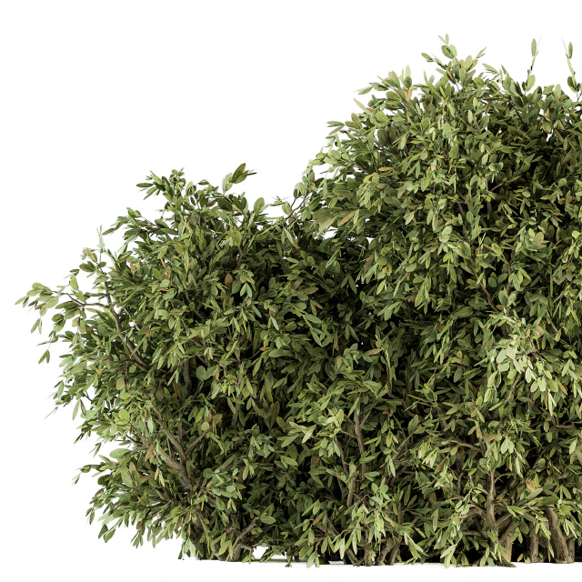 Ficuss Bush - Bush Set 13 — Descargar