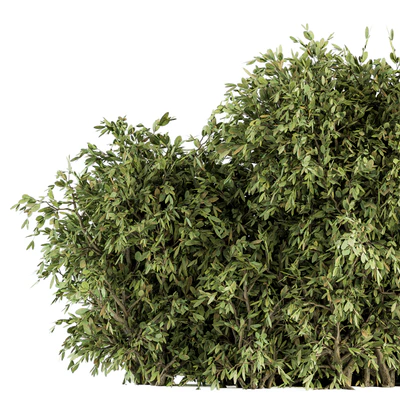 Ficuss Bush - Bush Set 13 — Ver 2