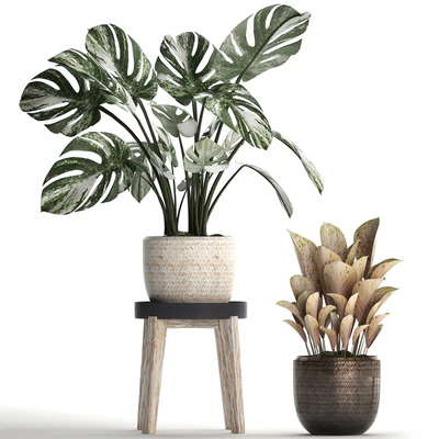 Collection of small plants in modern stylish glossy pots rattan baskets with Monstera variegated, luxury. Set 450. — Ver 3