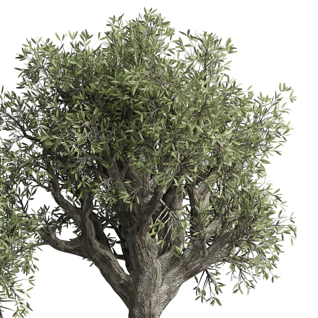 Collection outdoor plant 38 pot old olive tree concrete old vase — Descargar