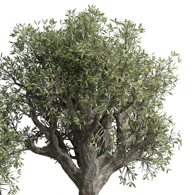 Collection outdoor plant 38 pot old olive tree concrete old vase — Ver 4