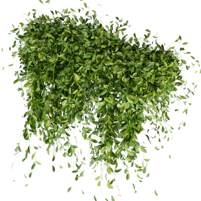 Collection Plant Vol 293 - Fitowall - Leaf - Ivy — Ver 2