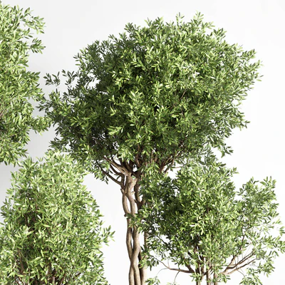 Collection indoor outdoor plant 145 plant tree vase dirty concrete — Вид 6