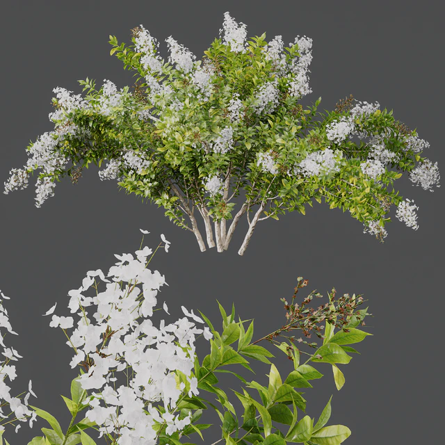 HQ Plants Myrtle White Flower little — Descargar