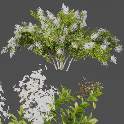 HQ Plants Myrtle White Flower little — Ver 4