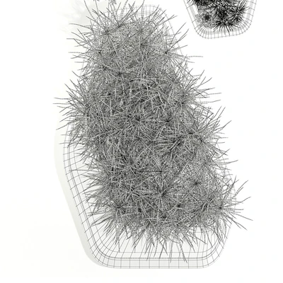 Plants collection 132 indigenus steen — Вид 2