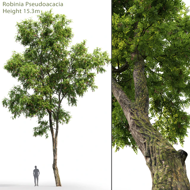 Robinia Pseudoacacia — Descargar