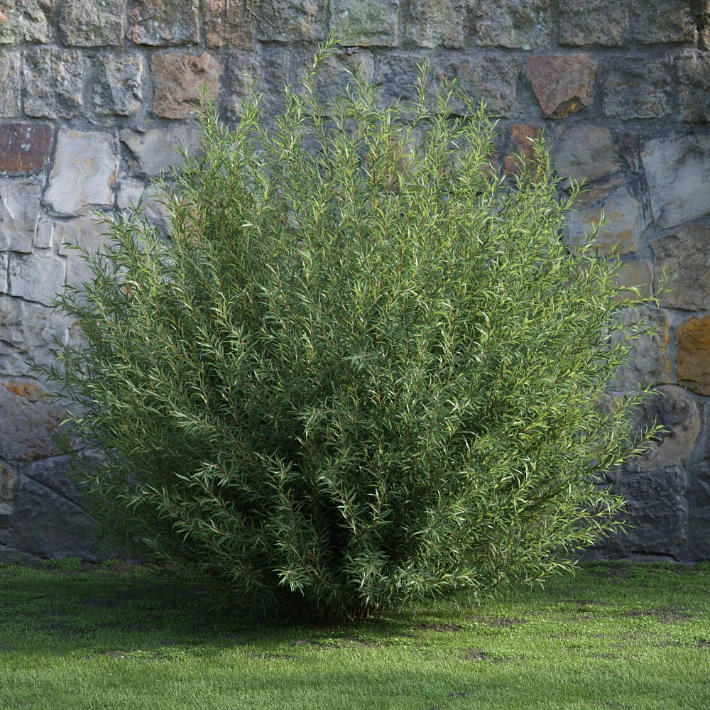 plants and bushes 037 — Скачать