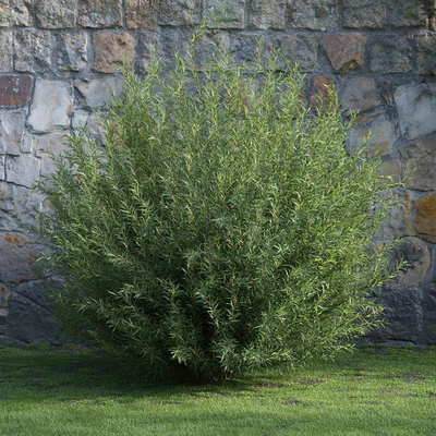 plants and bushes 037 — Скачать